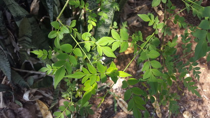 green leaves in the forest