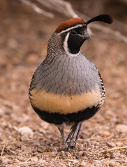 Male Gambel's Quail Strutting his Stuff