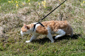 Naklejka na ściany i meble Red cat on a leash walking in a grass. Cat in stress.