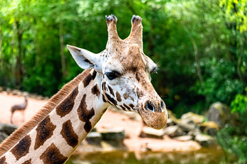 Portrait of an African giraffe