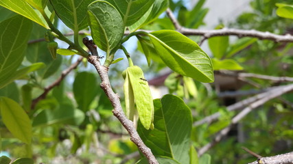 green leaves on the tree
