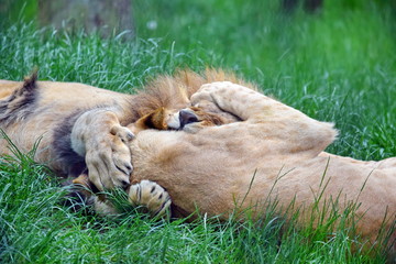 Couple of Katanga Lions Playing in Grass Portrait