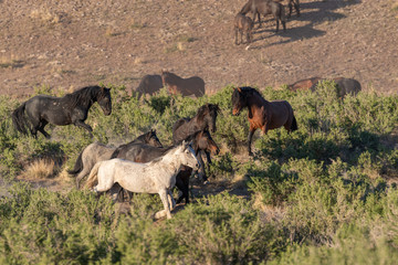 Herd of Wild Horses in Spring in the Utah Desert