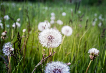 Dandelion in the grass, green wallpaper on relaxing spring time, Taraxacum officinale