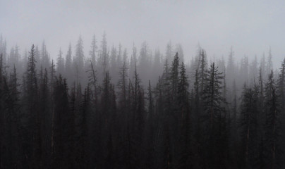 Fog in the Evergreen Forest