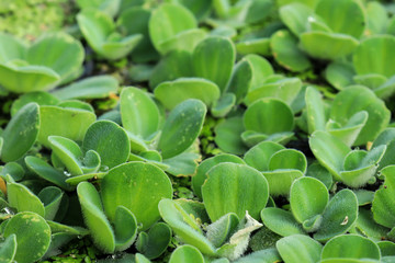 close up of green beans