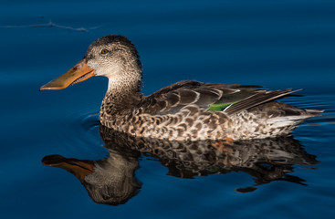 Female Northern Shoveler on a Pond