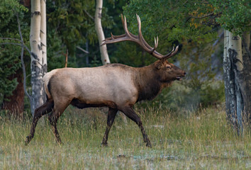 Naklejka na ściany i meble Bull elk in Rocky Mountain National Park