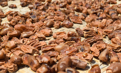 Dates Fruit Dry Food In Garden ripen process nature 