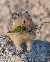 Adorable Pika Gathering Food for Winter