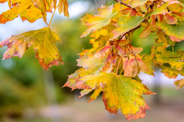 The bright colors of gold autumn