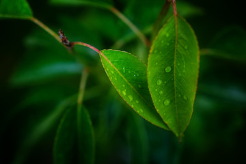 Fresh dew drops on green leaves