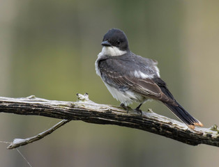 Fototapeta premium Eastern Kingbird Perched on a Branch