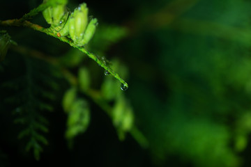 Macro of dew drops on thuja branch
