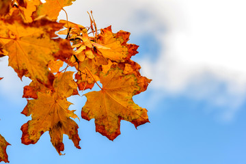 The bright colors of gold autumn