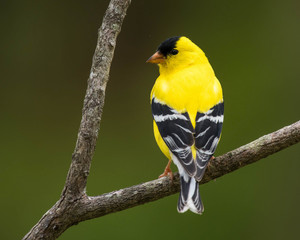 Male American Goldfinch Perched on a Branch
