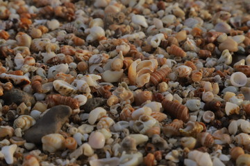 Beautiful & colorful seashells on the sand on the beach in the summer, seashells collection, See Shells sand background image.