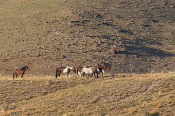 Herd of Wild Horses in Spring in the Utah Desert