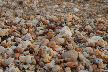 Beautiful & colorful seashells on the sand on the beach in the summer, seashells collection, See Shells sand background image.