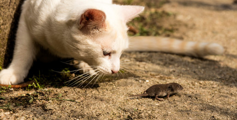 Naklejka na ściany i meble cute white cat chases a little mouse that runs away