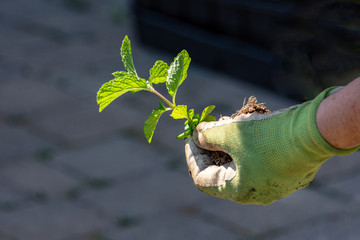 Peppermint seedling before planting in the ground
