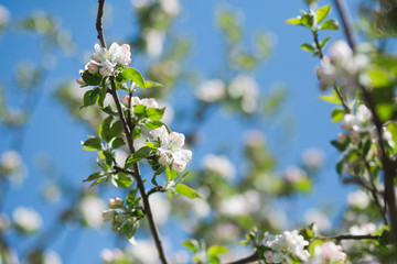 
Blooming apple tree in the garden. Fresh beautiful fragrant flowers of apple trees against the sky. Spring saver