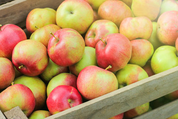 wooden crate full of fresh apples. harvest of fresh organic apples in orchard.