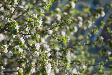 
Blooming apple tree in the garden. Fresh beautiful fragrant flowers of apple trees against the sky. Spring saver