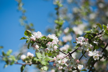 
Blooming apple tree in the garden. Fresh beautiful fragrant flowers of apple trees against the sky. Spring saver