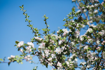 
Blooming apple tree in the garden. Fresh beautiful fragrant flowers of apple trees against the sky. Spring saver
