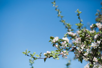 
Blooming apple tree in the garden. Fresh beautiful fragrant flowers of apple trees against the sky. Spring saver