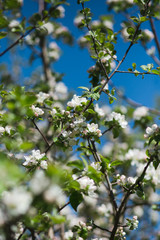 
Blooming apple tree in the garden. Fresh beautiful fragrant flowers of apple trees against the sky. Spring saver