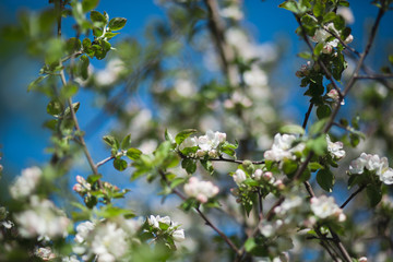 
Blooming apple tree in the garden. Fresh beautiful fragrant flowers of apple trees against the sky. Spring saver