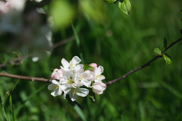 
Blooming apple tree in the garden. Fresh beautiful fragrant flowers of apple trees against the sky. Spring saver