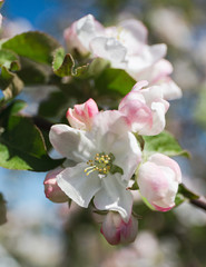 
Blooming apple tree in the garden. Fresh beautiful fragrant flowers of apple trees against the...