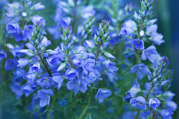 blue flower bushes