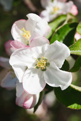 Obraz premium Blooming apple tree in the garden. Fresh beautiful fragrant flowers of apple trees against the sky. Spring saver