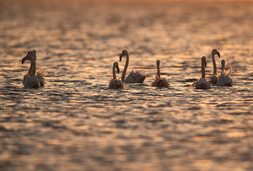Greater Flamingos swimming in the morning, Asker, Bahrain