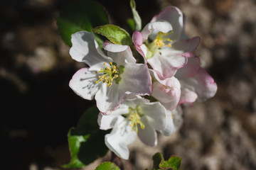 
Blooming apple tree in the garden. Fresh beautiful fragrant flowers of apple trees against the sky. Spring saver