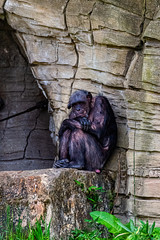 Chimpanzee sitting lonely on a stone