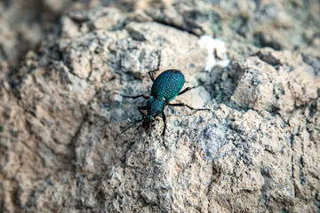 blue bug in stone