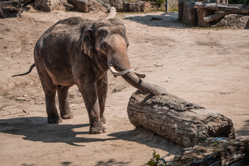 The elephant is playing with the stump.
