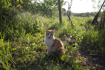 Naklejka na ściany i meble Red cat in the afternoon on the suns grass enjoys life. Red with white color of a stray pregnant cat