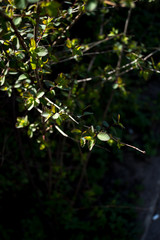 Young leaves in the sun on a dark background