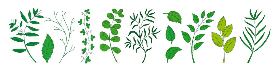 Collection natural leaves, herbs, grass and branch.