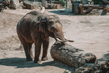 The elephant is playing with the stump.