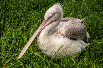 The pelican rests in the grass.