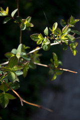 Young leaves in the sun on a dark background