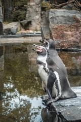 The penguins rest in exhibition.