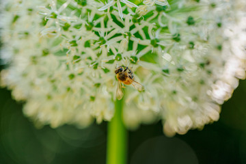 bee on a flower